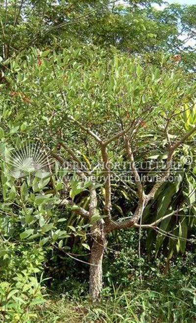 Erythina cristagali